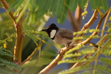 A White-eared Bulbul (Pycnonotus leucotis) on royal poinciana tree
