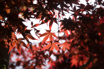 red maple leaves in autumn
