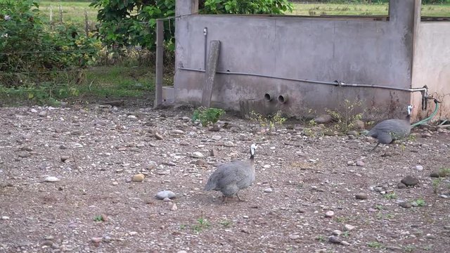 redfish fleeing on a farm in the rainforest