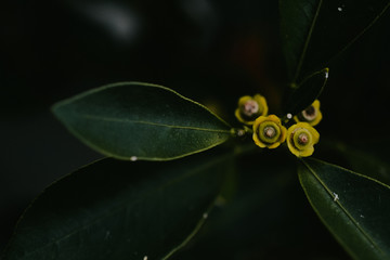 Plant Close Up