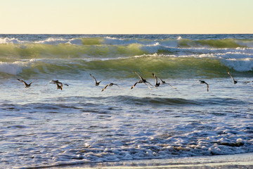 Ocean birds fly in line among transparent breaking waves at sunset on Southern California San Diego Beach