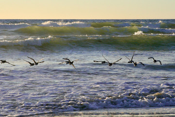 Flock of seagulls flying through transparently breaking ocean waves during sunset