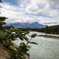 mountain landscape with trees