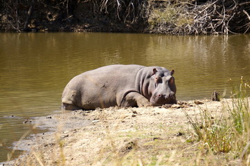 Hippo Portrait - South African Safari