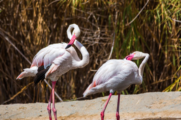 Greater flamingo