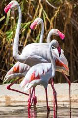 Greater flamingo