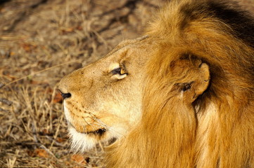 Lion Close-Up Portrait - South African Safari