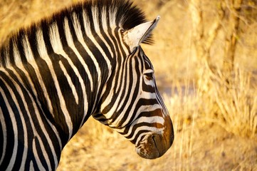 Zebra Close-Up Portrait - South African Safari