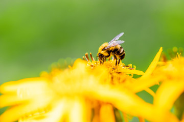 A macro image of a bumble bee on ligularia dentata flower