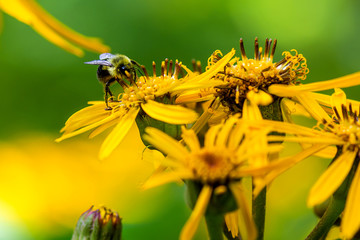 A macro image of a bumble bee on ligularia dentata flower