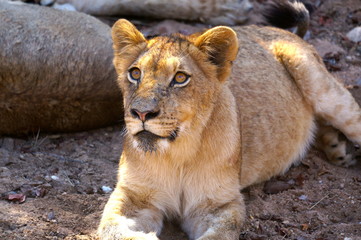 Wide-Eyed Lion - South African Safari
