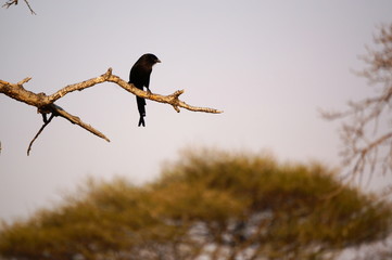 Bird in Tree - South African Safari 