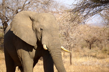 Elephant Portrait - South African Safari