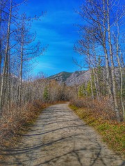 pathway into the forest