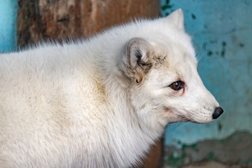 Portrait of a Arctic Fox in a zoo enclosure in profile. Vulpes lagopus. close up.