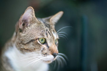The striped cat sitting and looking through the glass, close up Thai cat