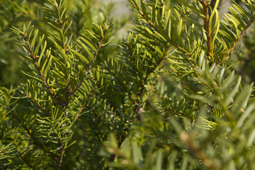 Taxus baccata close up. Green branches of yew tree(Taxus baccata, English yew, European yew).
