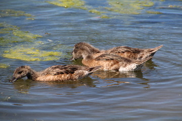 Family Of Wigeons, William Hawrelak Park, Edmonton, Alberta