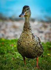 a little cute duckling walking out of a pond