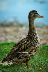 a very cute duckling posing for photoshoot.
