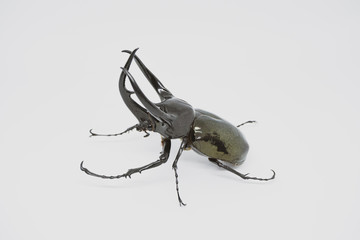 Stag beetle isolated on white background.