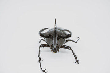 Stag beetle isolated on white background.