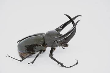 Stag beetle isolated on white background.