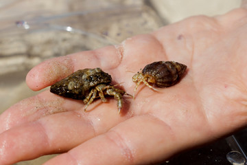 Hand holds the hermit crab that has crawled out of its shell Cute