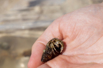 Hand holds the hermit crab that has crawled out of its shell Cute