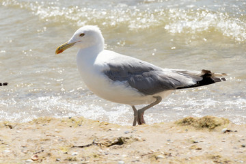 seagull stands on the seashore on a warm sunny summer day. Bird