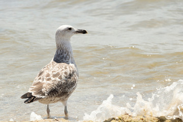 seagull stands on the seashore on a warm sunny summer day. Bird