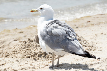 seagull stands on the seashore on a warm sunny summer day. Bird