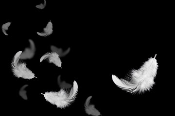 Light fluffy a white feathers floating in the dark. Feather abstract on black background.