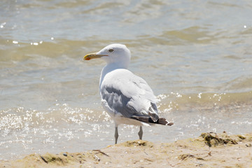 seagull stands on the seashore on a warm sunny summer day. Bird
