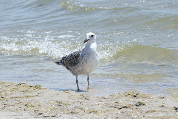seagull stands on the seashore on a warm sunny summer day. Bird