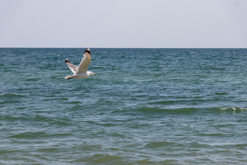 seagull flies by the sea on a warm sunny summer day. Sky.