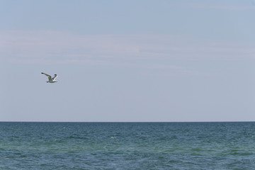 Fototapeta na wymiar seagull flies by the sea on a warm sunny summer day. Sky.