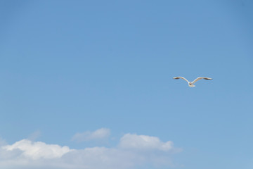 seagull flies by the sea on a warm sunny summer day. Sky.