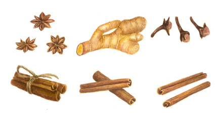 Watercolor illustration. Hand drawn picture about condiment: ginger, cinnamon, cardamom, carnation. Christmas new year concept. Spice, aroma. Art. Décor. Isolated. Winter set.