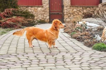 Cute orange puppy dog stands on its paws on the yard background. Wondering asking emotion expression dog muzzle. Orange dog looking straight face in home garden. Guards house, training and education