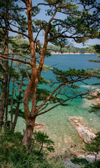 Obraz premium View of the turquoise sea through the pine trees