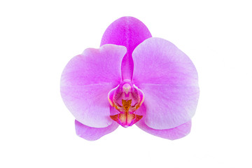 Naklejka na ściany i meble pink Phalaenopsis or Moth dendrobium Orchid flower in winter or spring day tropical garden isolated on white background.Selective focus.agriculture idea concept design with copy space add text.