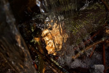 雪解け水　モントリオール　Thaw water, forest, Montreal