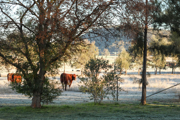 Cows standing in field on cold winter morning in heavy frost