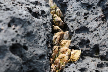 Jeju island's barnacle on the seashore, Korea