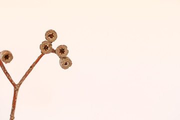 Eucalyptus gum nuts on basic white background with copy space