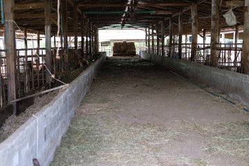 cow in stall cowshed in farm. ranch agriculture & livestock