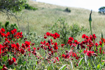 red flowers in a field