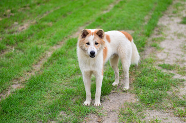 Cute dog standing alone on juicy green field