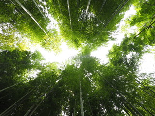 竹林の光